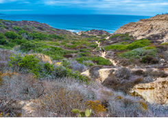 Torrey Pines State Reserve
