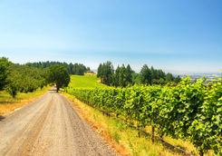 Willamette Valley vineyard