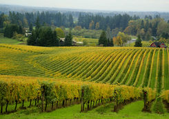 Vineyard in Oregon