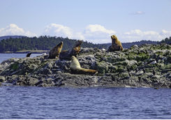 Sea lions in San Juan Island