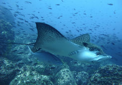 Manta Ray
