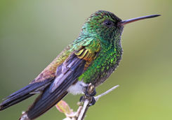 Copper-rumped Hummingburd