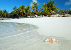 Conch Shell