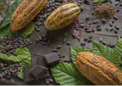 Cacao Bean and Chocolate