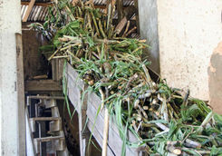 Rum Distillery