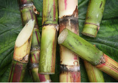 Sugar Cane Up Close