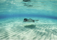 Stingray Fish