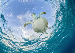 Turtle