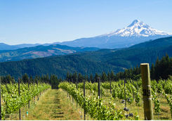 Oregon vineyard and mountain