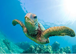 Denis Island sea turtle