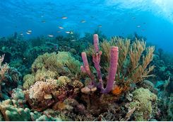 Coral in Grenada