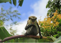 Grenada monkey