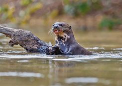 giant river otter peru