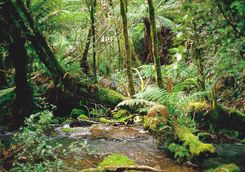 rainforest peru