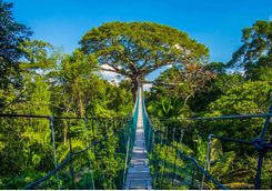 treetops bridge peruvian amazon