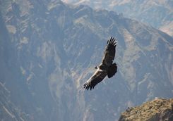 condor mountains colca canyon