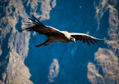 condors colca canyon