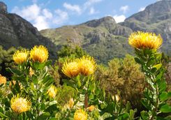 Kirstenbosch gardens