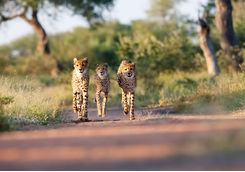 Cheetahs