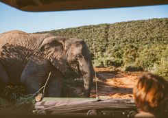 Elephant in the Kruger