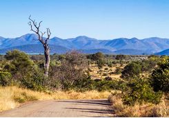 Kruger national park