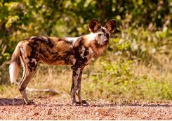 Wild dog in Hwange