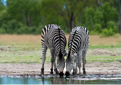 Zebra in Hwange