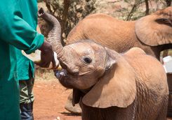 Nairobi elephant orphanage