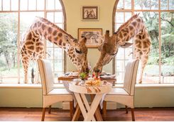 Giraffe Manor