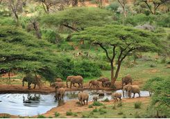 Elephants in Laikipia