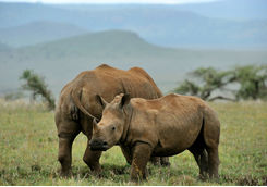 Rhino in Laikipia