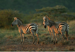 Zebra in Laikipia