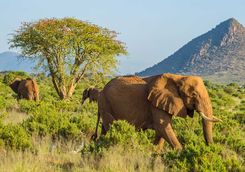 Elephants in Samburu