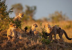 Cheetah in the Masai Mara