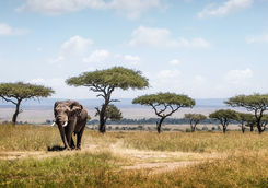 Elephant in the Masai Mara