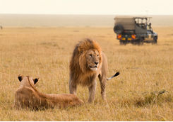 Lions in the Masai Mara