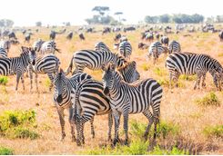 Masai Mara zebras