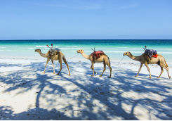 Camels on Kenyan beach