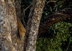 Leopard in Mana Pools