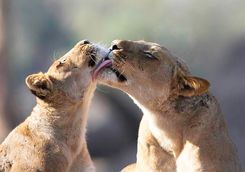 Lions in Mana Pools
