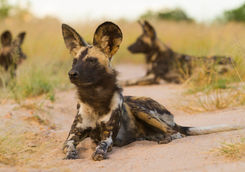 Wild Dogs in Mana Pools