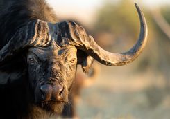Buffalo Mana Pools