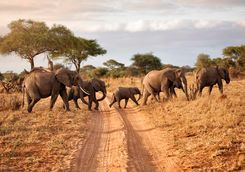 Elephants crossing road in Mana Pools