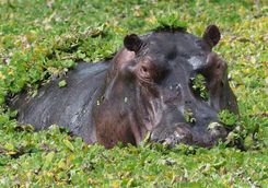 Hippo in the water in Mana Pools