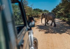 Game drive with elephant