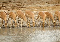 Impala drinking in Mana Pools