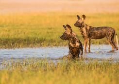 Wild Dogs in Mana Pools