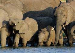 Elephants drinking in Hwange
