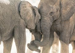 Elephants in Hwange