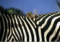 Birds on zebra's back